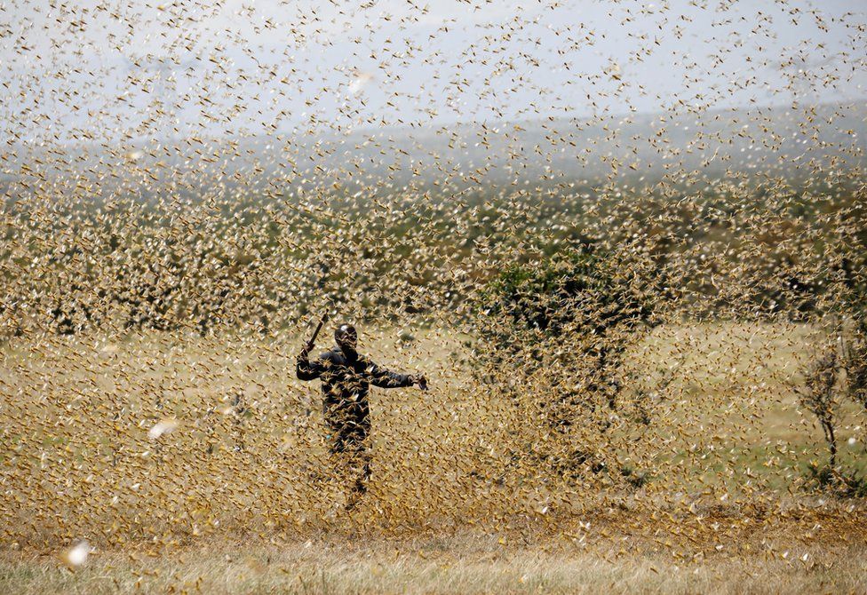 A man attempts to fend off a swarm of desert locusts.